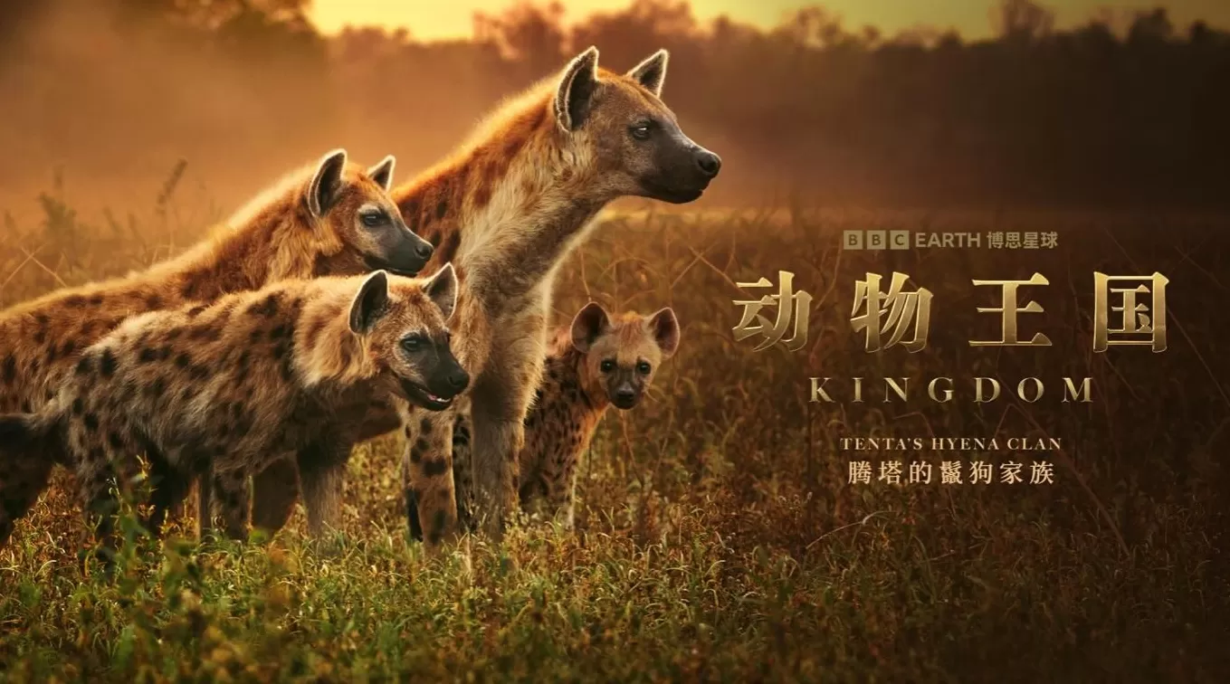 揭秘赞比亚动物界权力游戏，BBC六集纪录片《动物王国》开播-第5张图片-