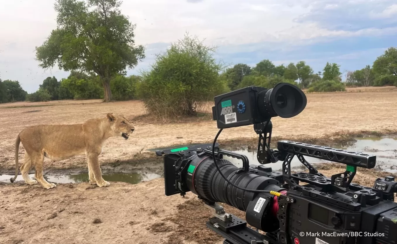 揭秘赞比亚动物界权力游戏，BBC六集纪录片《动物王国》开播-第6张图片-