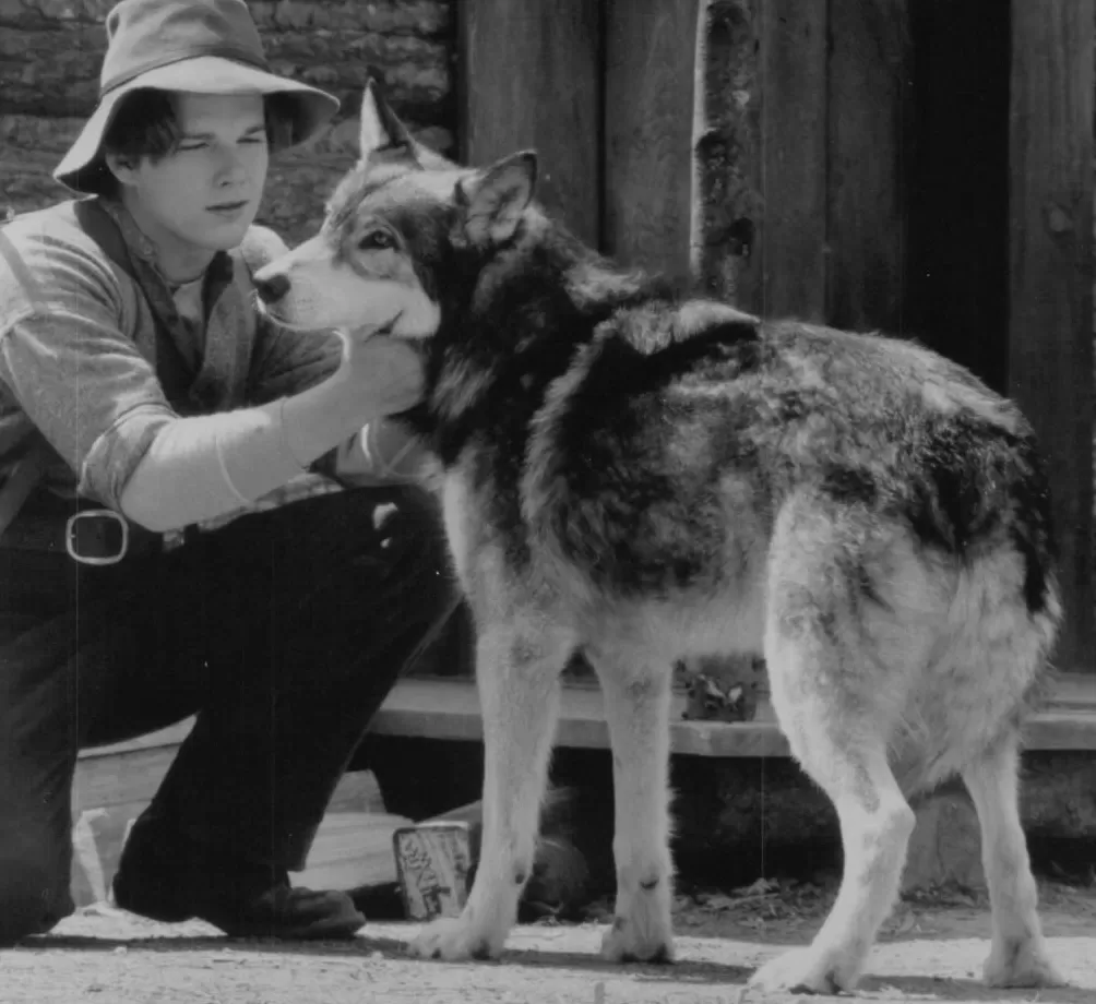 电影里的真动物越来越少，奥斯卡是否该为它们设立表演奖-第2张图片-