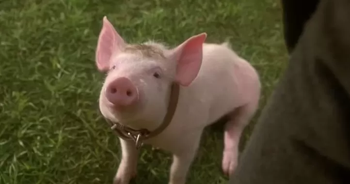 电影里的真动物越来越少，奥斯卡是否该为它们设立表演奖-第3张图片-