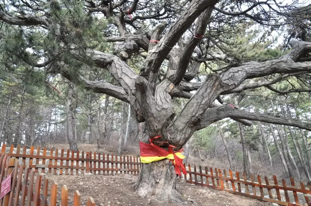 特写|关停煤矿后,介休赵家庄为何还能让村民住上别墅-第4张图片- 特写|关停煤矿后,介休赵家庄为何还能让村民住上别墅-第4张图片-