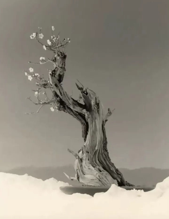 2025西岸艺博会在沪开幕，当代艺术市场上摄影作品不多-第5张图片-