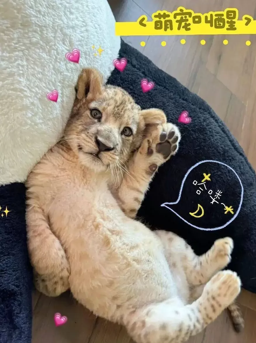 酒店推出“萌狮叫早”服务引热议,合法吗?-第3张图片- 酒店推出“萌狮叫早”服务引热议,合法吗?-第3张图片-