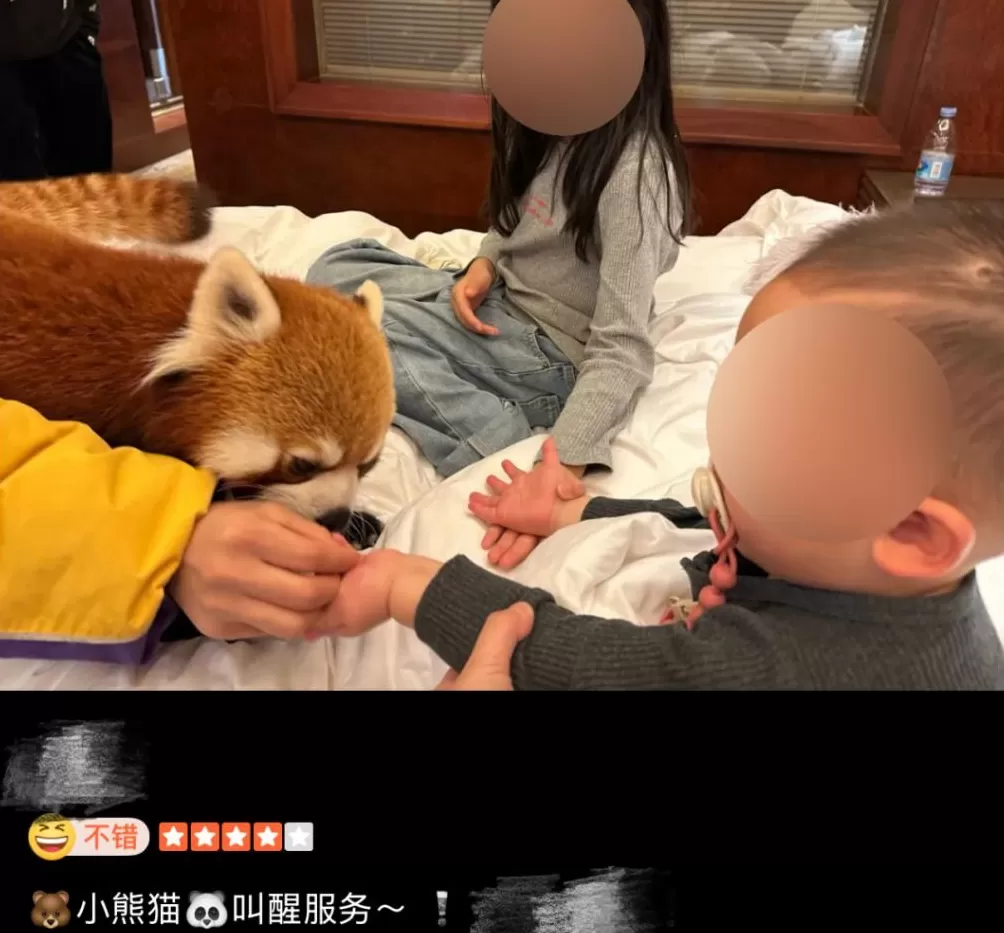 酒店推出“萌狮叫早”服务引热议,合法吗?-第7张图片- 酒店推出“萌狮叫早”服务引热议,合法吗?-第7张图片-