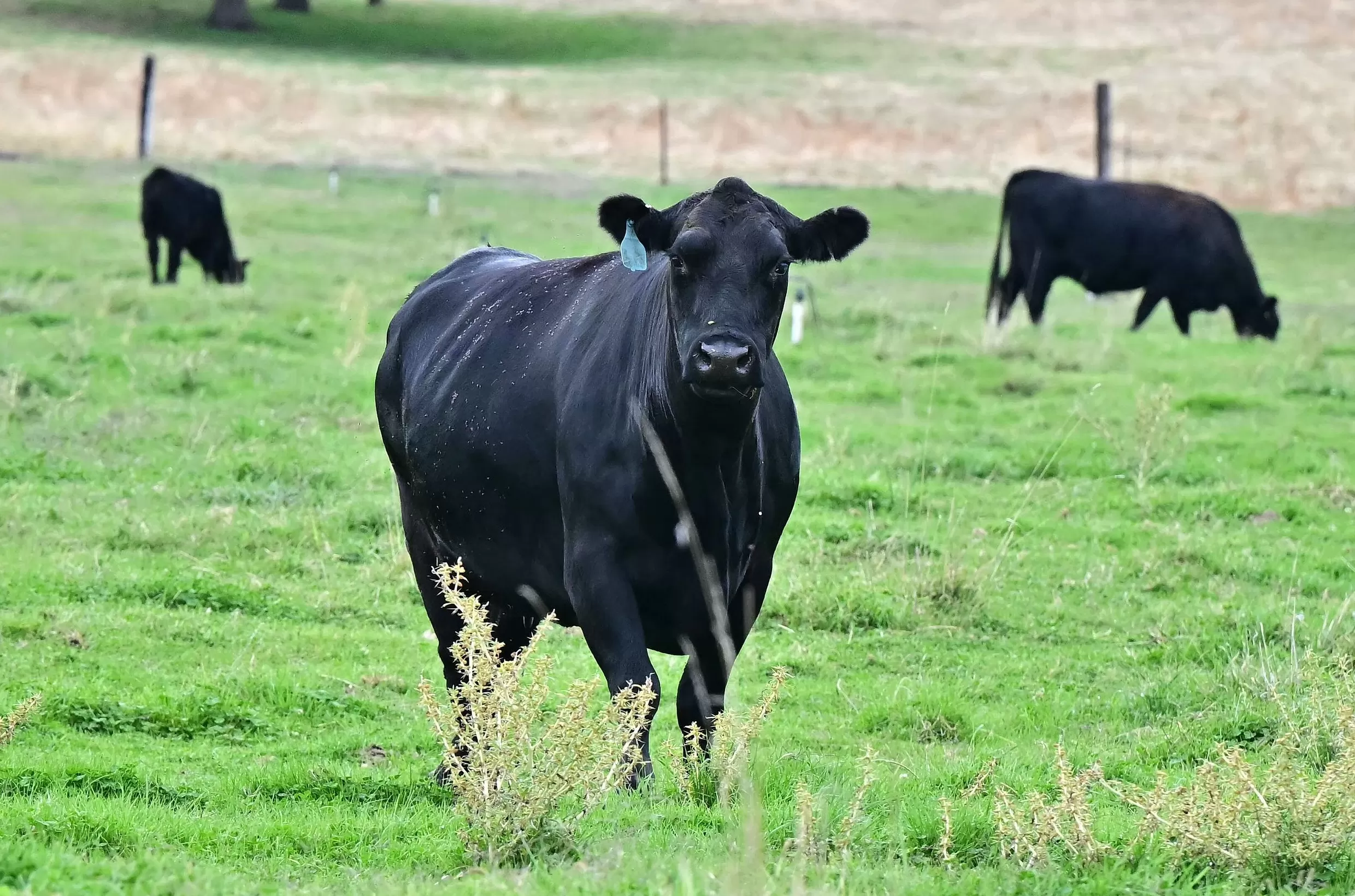 白宫将部分农产品移出“对等关税”清单，还要求处理相关退税-第1张图片-