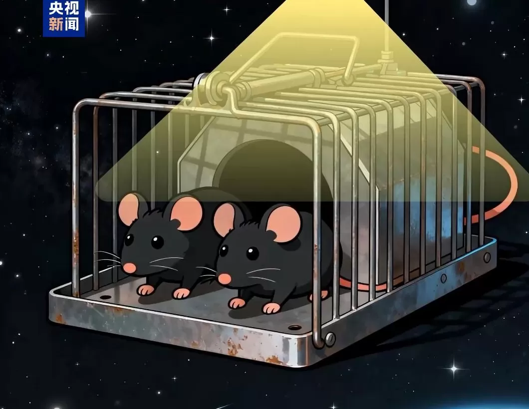 四位特殊“航天员”回到地球：“超长加班”，意外让小鼠科研价值翻倍-第1张图片-