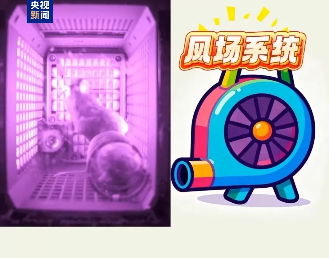 四位特殊“航天员”回到地球：“超长加班”，意外让小鼠科研价值翻倍-第2张图片-