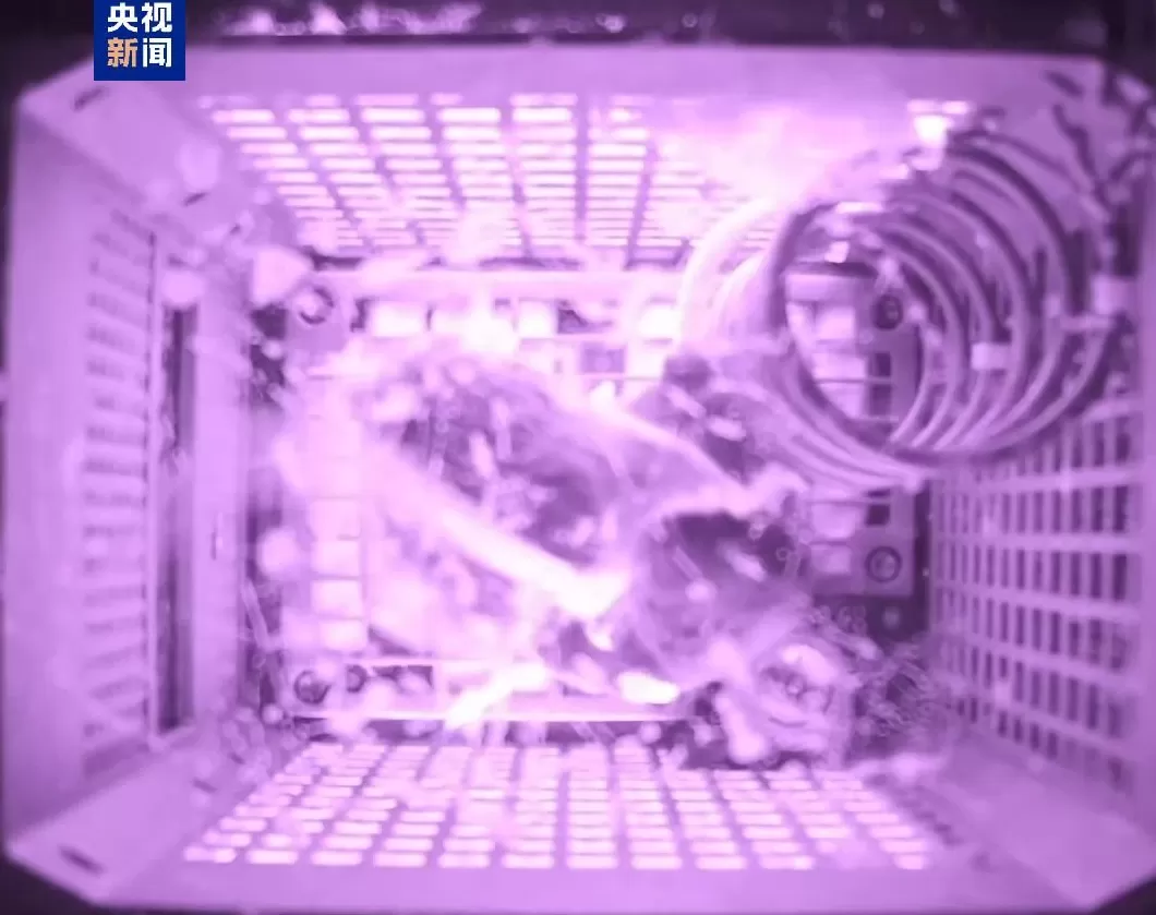 四位特殊“航天员”回到地球：“超长加班”，意外让小鼠科研价值翻倍-第3张图片-