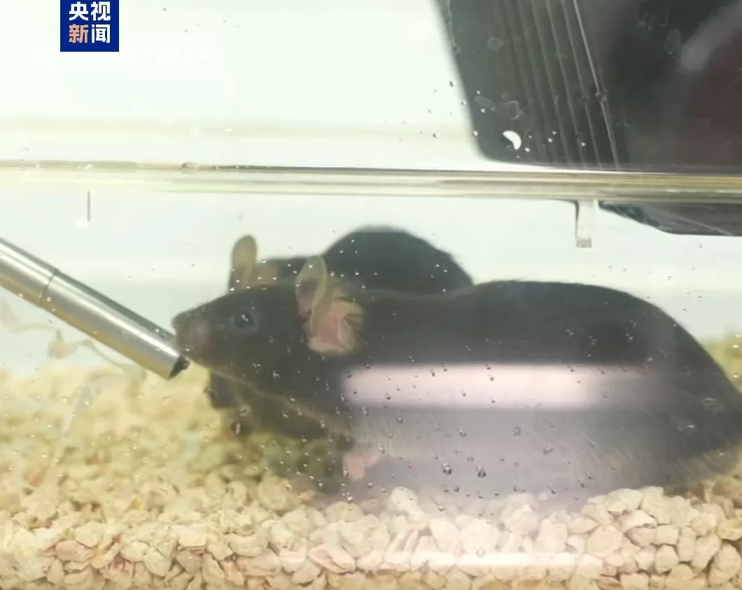 四位特殊“航天员”回到地球：“超长加班”，意外让小鼠科研价值翻倍-第4张图片-