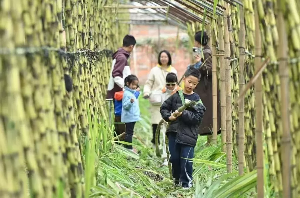 中小学秋假火了亲子游，四川、浙江多景区因游客量饱和限流-第1张图片-