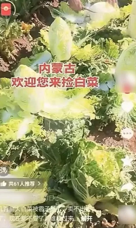 一则谣言毁了近200亩白菜，损失逾百万！责任谁担？-第4张图片-