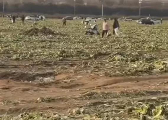 一则谣言毁了近200亩白菜，损失逾百万！责任谁担？-第3张图片-