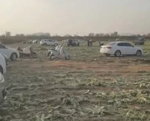 一则谣言毁了近200亩白菜，损失逾百万！责任谁担？-第1张图片-