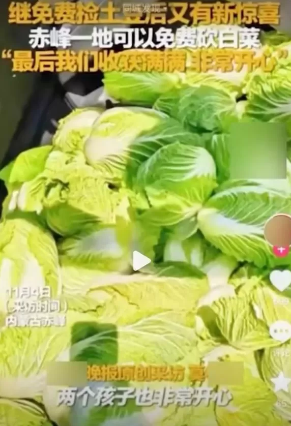 一则谣言毁了近200亩白菜，损失逾百万！责任谁担？-第5张图片-