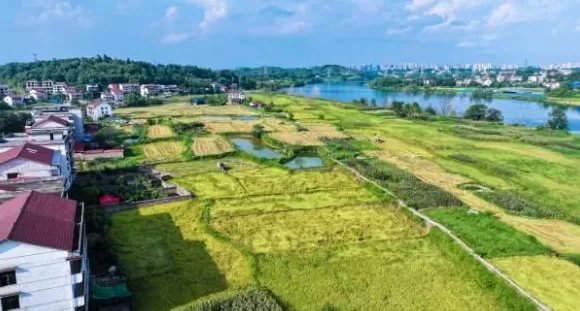 【理响中国·一线探新】产业振兴绘就“诗画田园”-第1张图片-