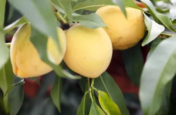 【理响中国·一线探新】产业振兴绘就“诗画田园”-第3张图片-