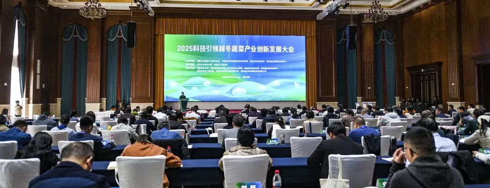 从90%靠进口到70%用国产，我国越冬甘蓝打赢“种子翻身仗”-第1张图片-