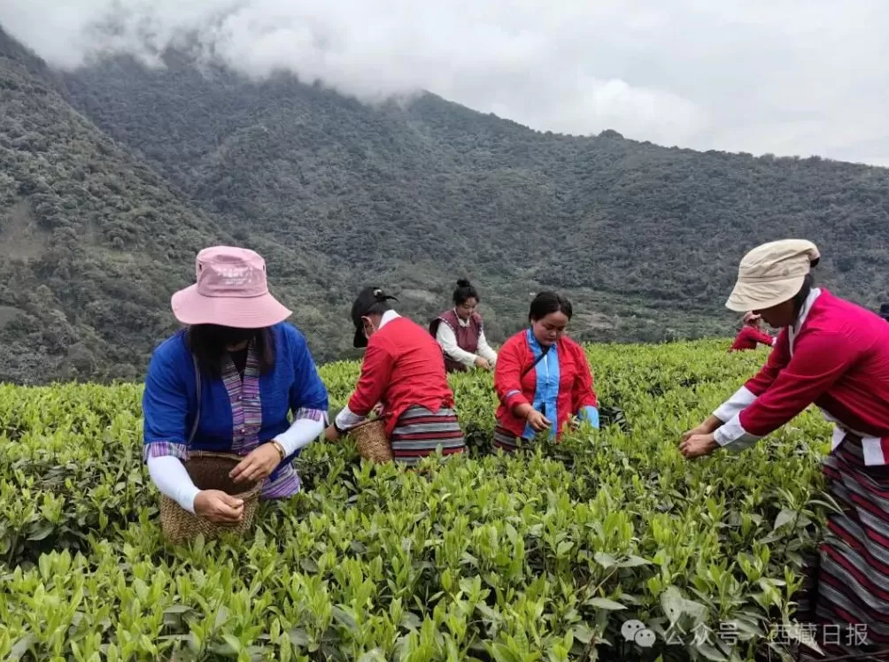 113000000元！墨脱真棒！-第2张图片-