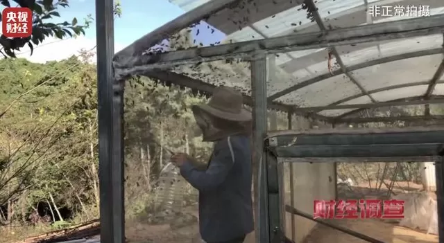 央视曝光：“杀人蜂”遭滥养，有人赚得盆满钵满-第6张图片-