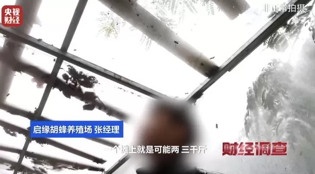 央视曝光：“杀人蜂”遭滥养，有人赚得盆满钵满-第5张图片-