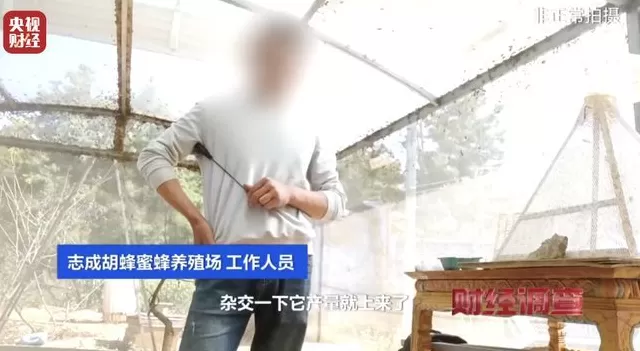 央视曝光：“杀人蜂”遭滥养，有人赚得盆满钵满-第9张图片-