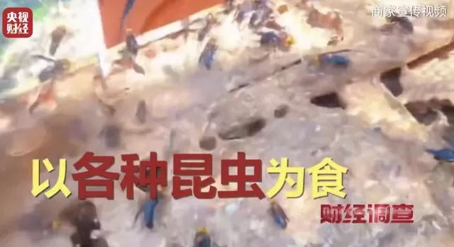 央视曝光：“杀人蜂”遭滥养，有人赚得盆满钵满-第13张图片-