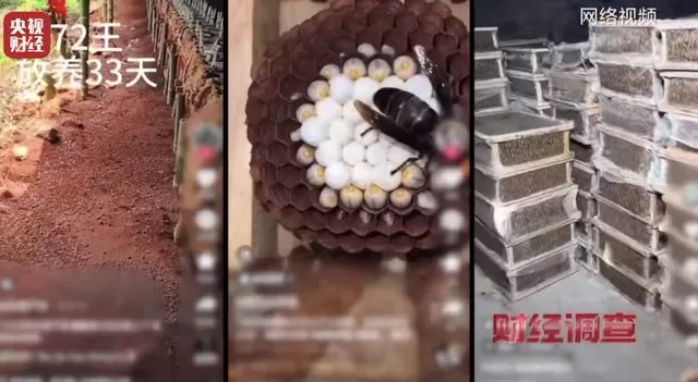 央视曝光：“杀人蜂”遭滥养，有人赚得盆满钵满-第11张图片-
