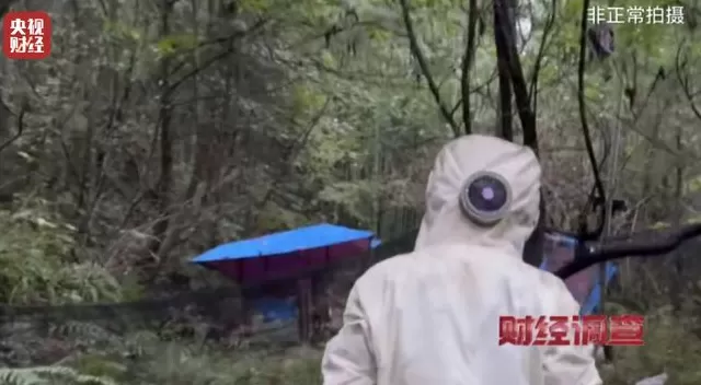 央视曝光：“杀人蜂”遭滥养，有人赚得盆满钵满-第14张图片-