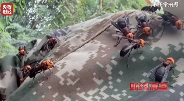 央视曝光：“杀人蜂”遭滥养，有人赚得盆满钵满-第16张图片-