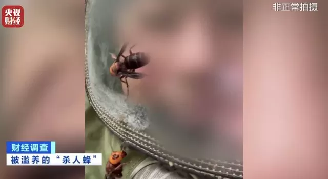 央视曝光：“杀人蜂”遭滥养，有人赚得盆满钵满-第15张图片-