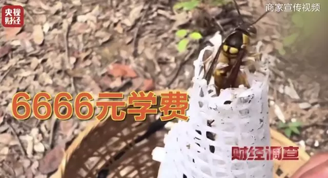 央视曝光：“杀人蜂”遭滥养，有人赚得盆满钵满-第21张图片-