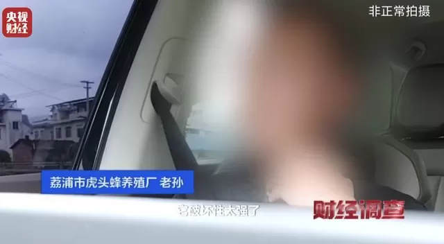 央视曝光：“杀人蜂”遭滥养，有人赚得盆满钵满-第19张图片-