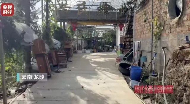 央视曝光：“杀人蜂”遭滥养，有人赚得盆满钵满-第20张图片-