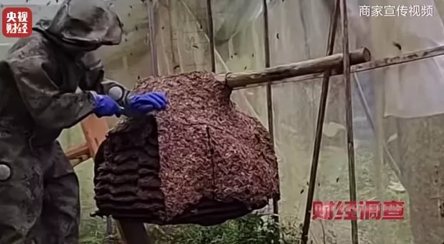 央视曝光：“杀人蜂”遭滥养，有人赚得盆满钵满-第26张图片-