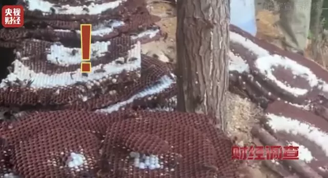 央视曝光：“杀人蜂”遭滥养，有人赚得盆满钵满-第24张图片-