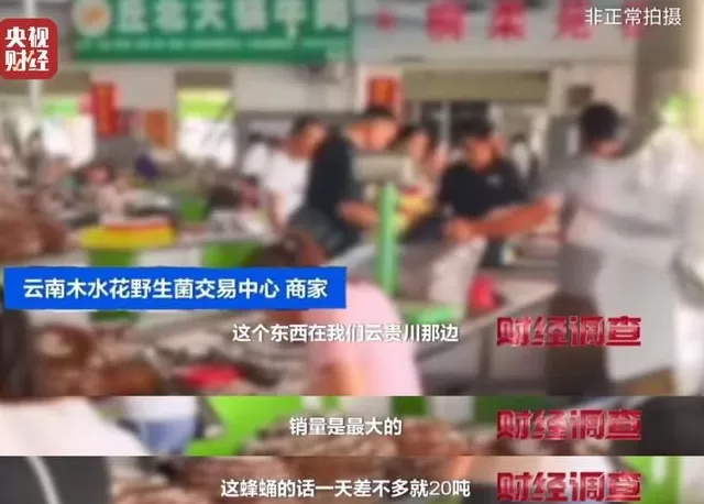 央视曝光：“杀人蜂”遭滥养，有人赚得盆满钵满-第23张图片-