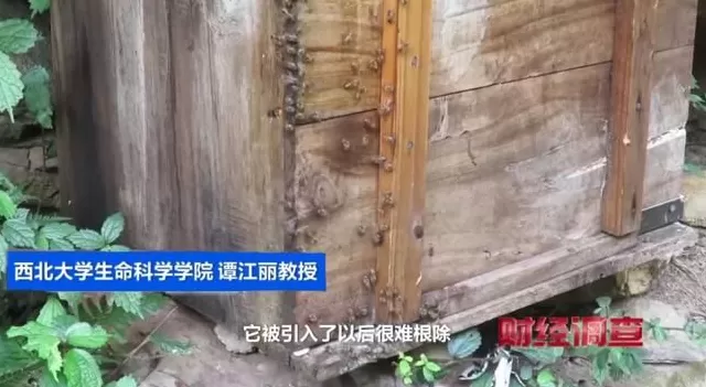 央视曝光：“杀人蜂”遭滥养，有人赚得盆满钵满-第25张图片-