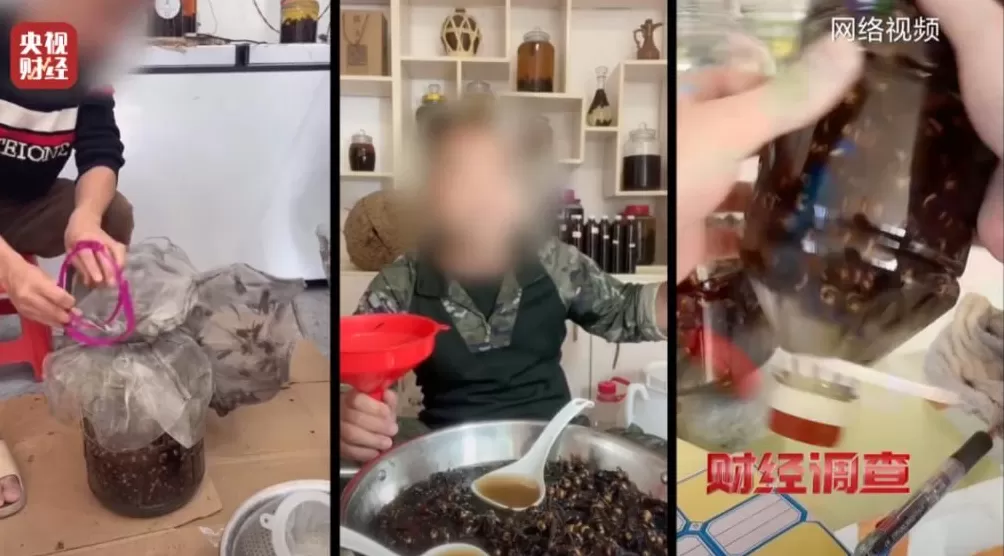 “杀人蜂”遭滥养！有人赚得盆满钵满-第1张图片-