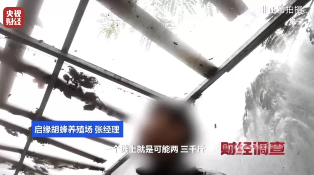 “杀人蜂”遭滥养！有人赚得盆满钵满-第5张图片-