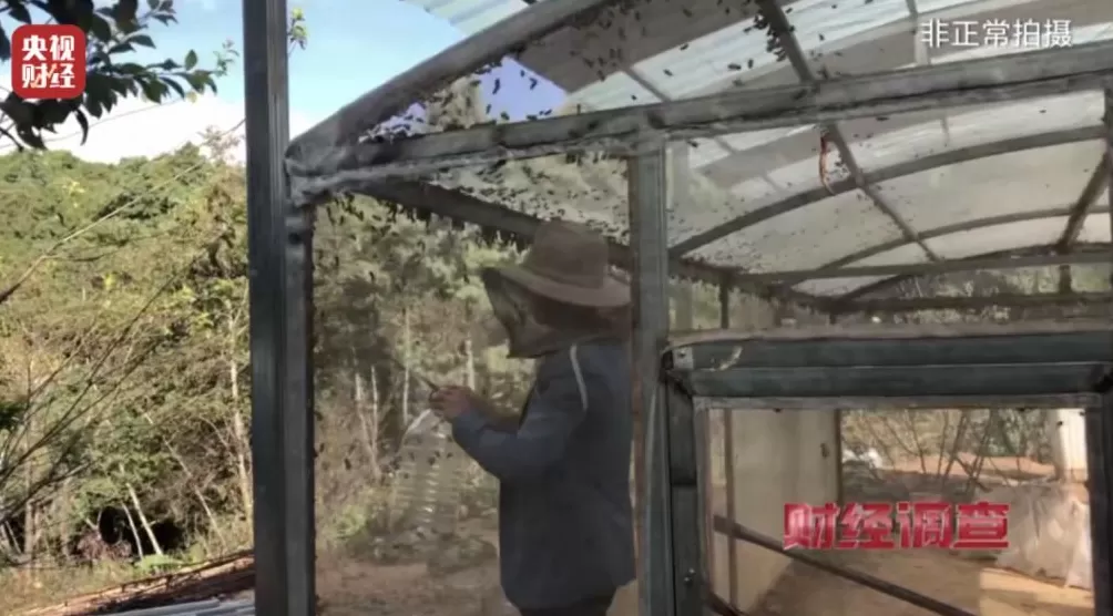 “杀人蜂”遭滥养！有人赚得盆满钵满-第6张图片-