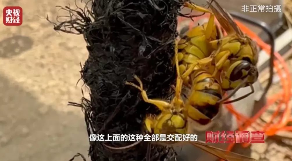 “杀人蜂”遭滥养！有人赚得盆满钵满-第7张图片-