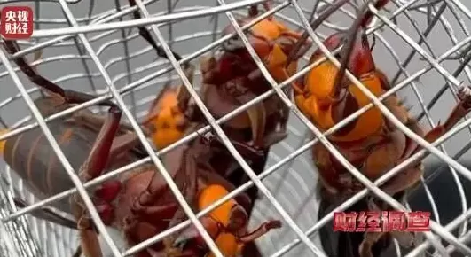 “杀人蜂”遭滥养！有人赚得盆满钵满-第10张图片-