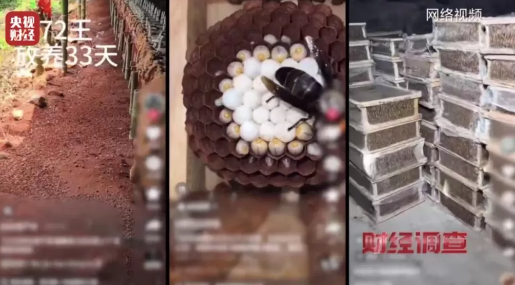 “杀人蜂”遭滥养！有人赚得盆满钵满-第11张图片-