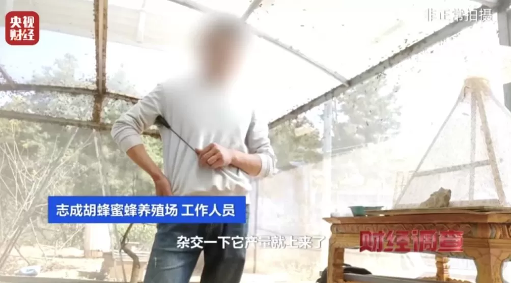 “杀人蜂”遭滥养！有人赚得盆满钵满-第9张图片-