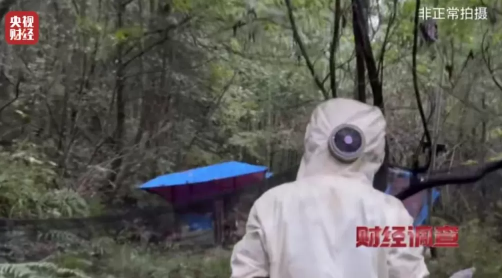 “杀人蜂”遭滥养！有人赚得盆满钵满-第14张图片-