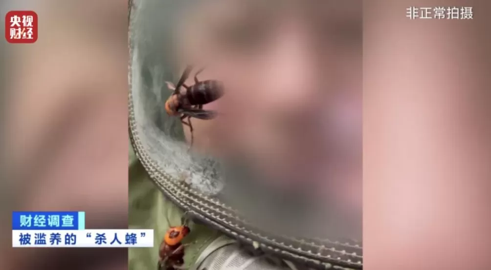 “杀人蜂”遭滥养！有人赚得盆满钵满-第15张图片-