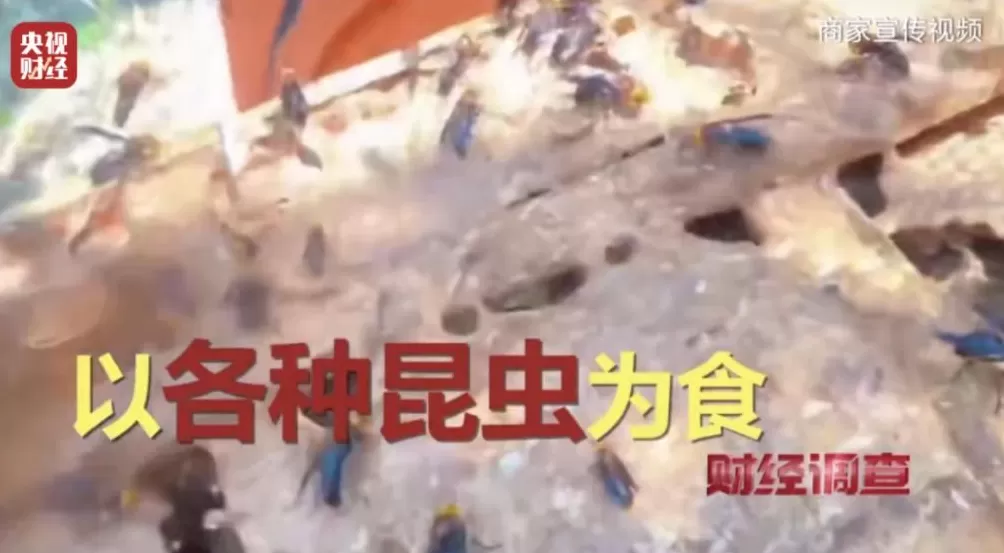 “杀人蜂”遭滥养！有人赚得盆满钵满-第13张图片-