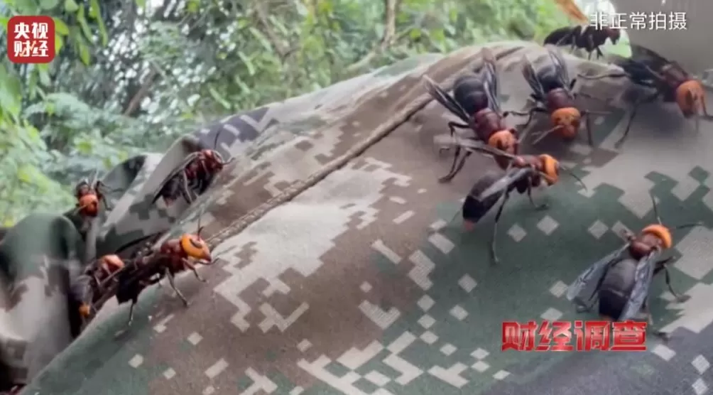 “杀人蜂”遭滥养！有人赚得盆满钵满-第16张图片-