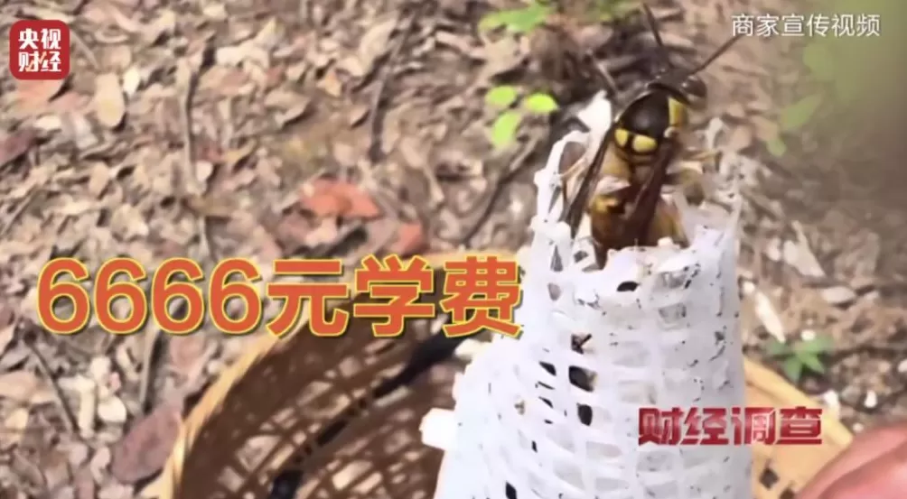 “杀人蜂”遭滥养！有人赚得盆满钵满-第21张图片-