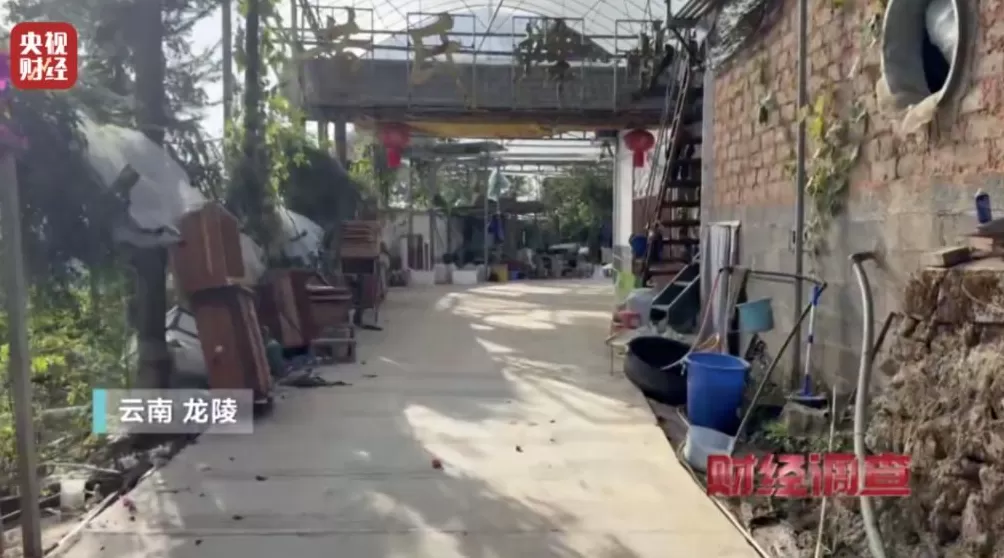 “杀人蜂”遭滥养！有人赚得盆满钵满-第20张图片-